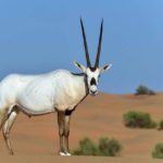 4-arabian-oryx.jpg.638x0_q80_crop-smart