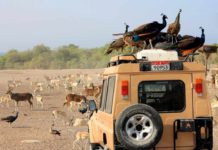 Waking Up To Nature At The Regions Best Wildlife Eco Resorts Anantara sir baniyas island