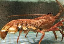 Long Teng Seafood Restaurant – Authentically Cantonese!