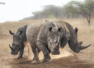 Photos For Food : Wildlife photos to feed people in South Africa
