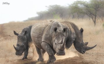 Photos For Food : Wildlife photos to feed people in South Africa